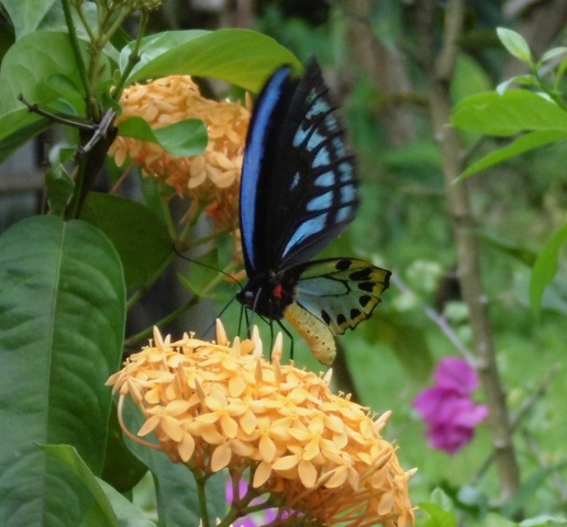 Bougainville Blue at Kuka Village 2 