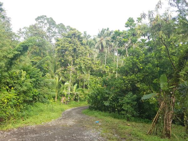 Matt Brittain in Arawa