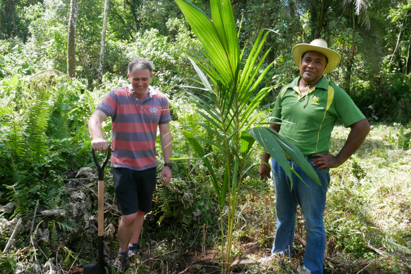 Coconut tree planting, Savai'i