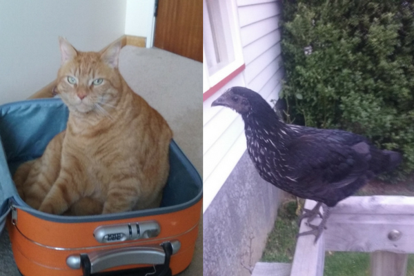 Cat and chicken