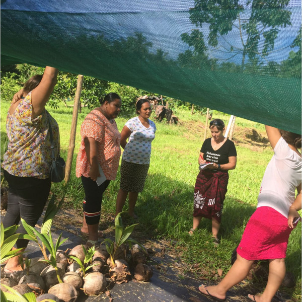  Discussions with local MAF branch on collaberation and the use of their improved rootstock of young coconut plants.